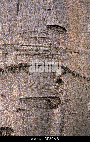 Comune di Faggio faggio, corteccia, cotenna, tronco, stelo, BOLE, Rot-Buche, Rotbuche, buche, Stamm, Rinde, Borke, Fagus sylvatica Foto Stock