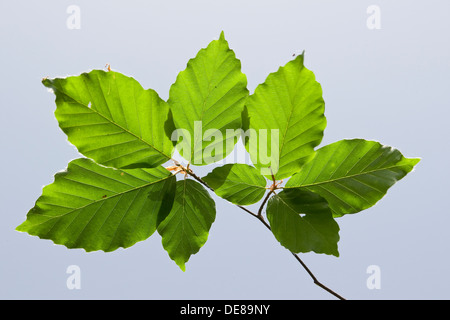 Comune di Faggio faggio, foglia, foglie, Fayard, Rot-Buche, Rotbuche, buche, Blatt, Blätter, Fagus sylvatica, Hêtre commun Foto Stock