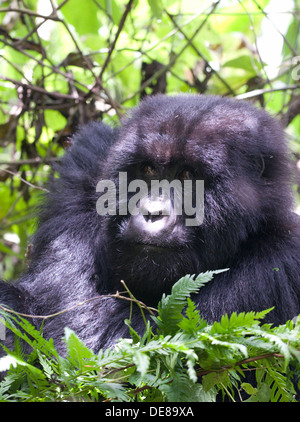 Gorilla maschio Virunga Rain Forest Mountains National Park il tenente del gruppo sat tra il bambù al mattino, durante il periodo di riposo Foto Stock