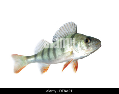 Pesce persico isolati su sfondo bianco Foto Stock