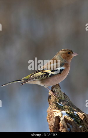 Fringuello, maschio, Buchfink, Buch-Fink, Männchen, Fringilla coelebs Foto Stock