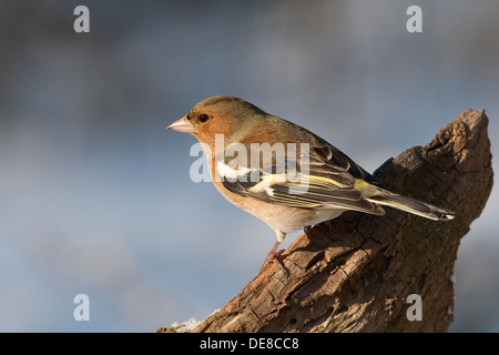 Fringuello, maschio, Buchfink, Buch-Fink, Männchen, Fringilla coelebs Foto Stock