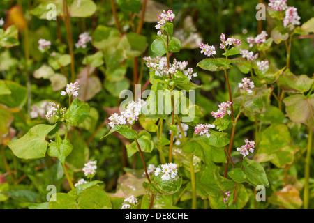 Il grano saraceno, Echter su Buchweizen, Gemeiner Buchweizen, Fagopyrum esculentum Foto Stock