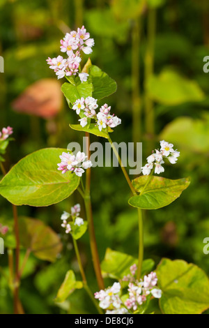 Il grano saraceno, Echter su Buchweizen, Gemeiner Buchweizen, Fagopyrum esculentum Foto Stock