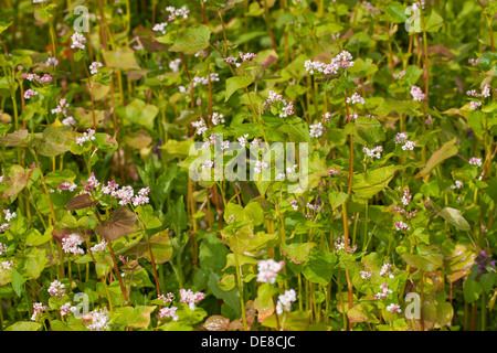 Il grano saraceno, Echter su Buchweizen, Gemeiner Buchweizen, Fagopyrum esculentum Foto Stock