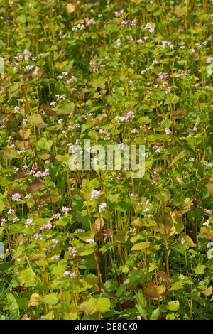 Il grano saraceno, Echter su Buchweizen, Gemeiner Buchweizen, Fagopyrum esculentum Foto Stock