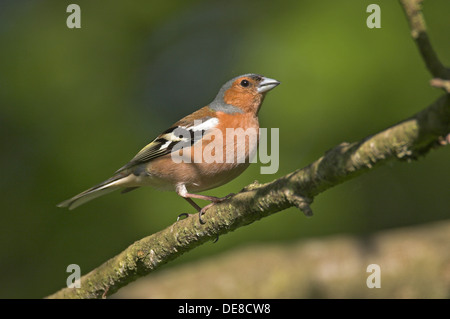 Fringuello, maschio, Buchfink, Buch-Fink, Männchen, Fringilla coelebs Foto Stock