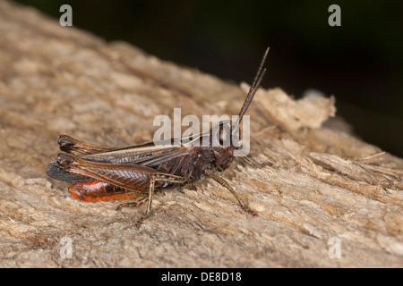 Woodland grasshopper, Buntbäuchiger Grashüpfer, Omocestus rufipes, Omocestus ventralis Foto Stock