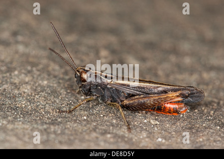 Woodland grasshopper, maschio, Buntbäuchiger Grashüpfer, Männchen, Omocestus rufipes, Omocestus ventralis Foto Stock