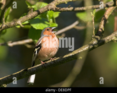 Fringuello, maschio, Buchfink, Buch-Fink, singendes Männchen, Fringilla coelebs Foto Stock