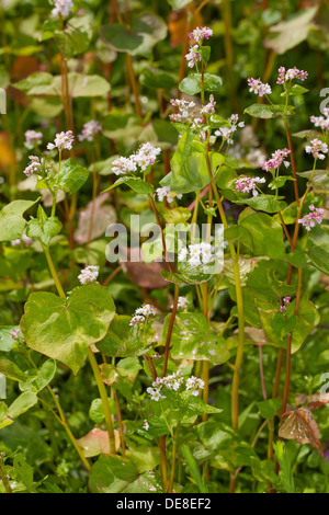 Il grano saraceno, Echter su Buchweizen, Gemeiner Buchweizen, Fagopyrum esculentum Foto Stock