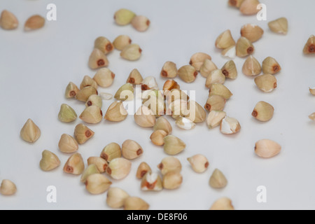 Il grano saraceno, Echter su Buchweizen, Gemeiner Buchweizen, Körner, Korn, Fagopyrum esculentum Foto Stock