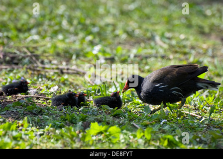 Moorhen comune con la linea di pulcini prese a barre corte fossato, Bristol, Regno Unito Foto Stock