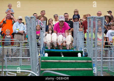 Chatham, New York - Un gestore sollecita i suini a saltare in un pericolo in acqua durante le Sue Wee gare di maiale alla Columbia County Fair. Foto Stock