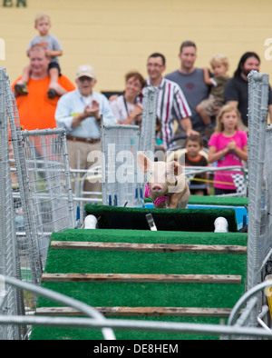 Chatham, New York - un suino emerge da un pericolo in acqua durante le Sue Wee gare di maiale alla Columbia County Fair. Foto Stock