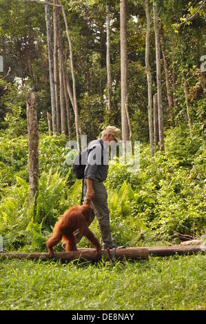 (HANDOUT) un documento datato 05 settembre 2013 mostra American Hollywood star Harrison Ford passeggiate con un orango tango durante una visita alla BOS (Borneo Orangutan Survival) Foundation di Nyaru Menteng, Indonesia, 05 settembre 2013. La visita ha avuto luogo come parte della sua ricerca per il documentario "Anni di vivere pericolosamente'. Circa 750 orangutan sono curati dalla protezione degli animali organizzazione. Foto: BOS Foundaton/Indrayana (ATTENZIONE: solo uso editoriale in connessione con la relazione attuale circa con la denominazione della fonte: BOS Foundaton/Indrayana) Foto Stock