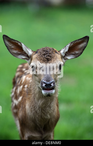 Villaggio splendente, Germania, cervi vitello in orientamento verticale Foto Stock