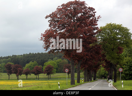 Thyrow, Germania, orlata da faggete lonely country road Foto Stock