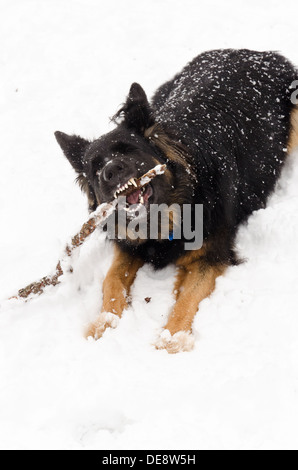 Molly, una capelli lunghi pastore tedesco, mastica su un bastone mentre posa sotto la neve. Foto Stock