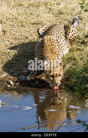 Ghepardo di bere a waterhole Foto Stock