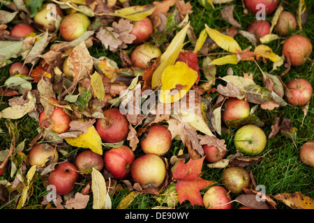 In autunno le mele e foglie sul terreno Foto Stock