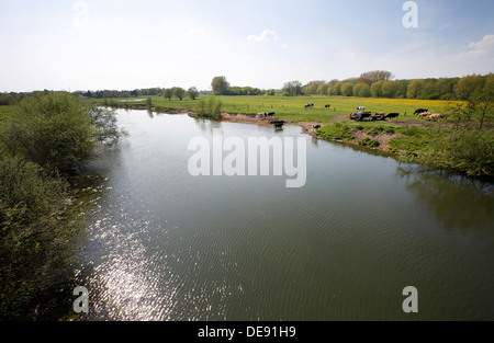 Hamm, Germania, bovini giovani pascolano nella Lippeauen Foto Stock