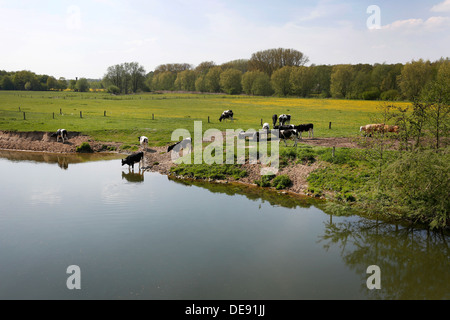 Hamm, Germania, bovini giovani pascolano nella Lippeauen Foto Stock