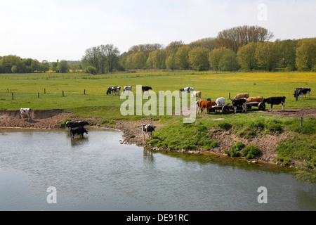 Hamm, Germania, bovini giovani pascolano nella Lippeauen Foto Stock