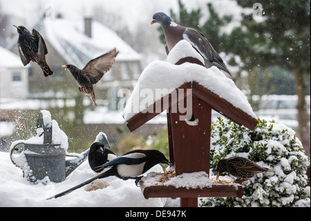 Per gli storni (Sturnus vulgaris), gazze (Pica pica) e il colombaccio ad alimentare al giardino bird feeder durante la doccia di neve in inverno Foto Stock