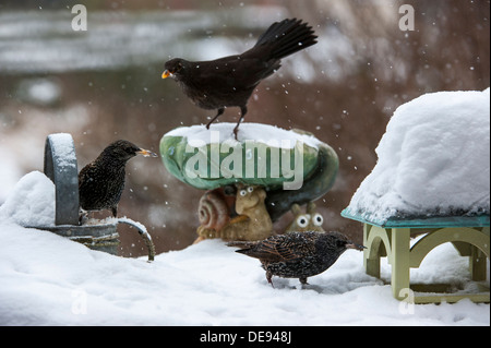 Starling (Sturnus vulgaris) e Eurasian Blackbird (Turdus merula) femmina sul giardino a bird feeder durante la doccia di neve in inverno Foto Stock