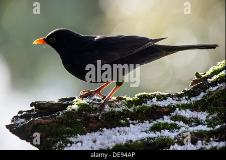 Merlo comune (Turdus merula) maschio appollaiato sul ceppo di albero in primavera Foto Stock