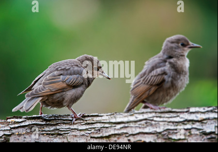 Due comuni Starling / storni europei (Sturnus vulgaris) uccellini arroccato nella struttura ad albero in primavera Foto Stock