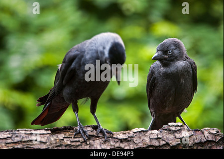 La Cornacchia occidentale / Europea Jackdaws (Corvus monedula / Coloeus monedula) neonata arroccato nella struttura ad albero con uccello adulto in primavera Foto Stock