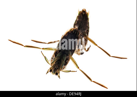 Due Spotted backswimmers / chiazzato backswimmer / Pepati acqua barcaiolo (Notonecta maculata) su sfondo bianco Foto Stock