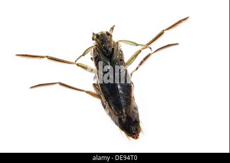 Due Spotted backswimmers / chiazzato backswimmer / Pepati acqua barcaiolo (Notonecta maculata) coniugata Foto Stock