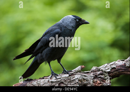 Ritratto di Western TACCOLA / Europea Taccola (Corvus monedula / Coloeus monedula) appollaiato sul ramo nella struttura ad albero Foto Stock