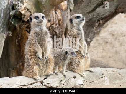 Padre, Madre e Pup Meerkat- Suricata suricatta. Foto Stock