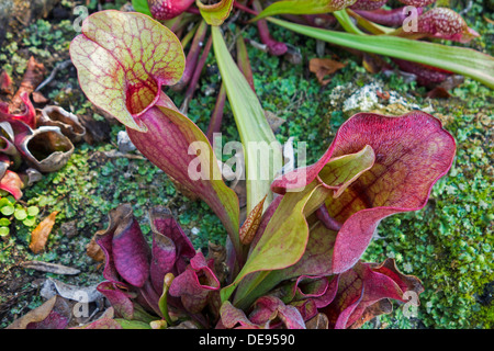 Viola carnivore pianta brocca / nord del lanciatore piante / side-sella (fiore Sarracenia purpurea), originaria del Nord America Foto Stock