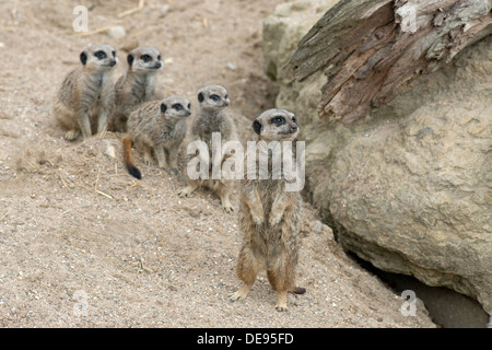 Famiglia di Meerkats, Suricata suricatta-. Foto Stock