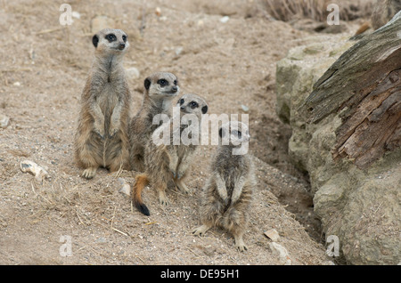 Famiglia di Meerkats, Suricata suricatta-. Foto Stock