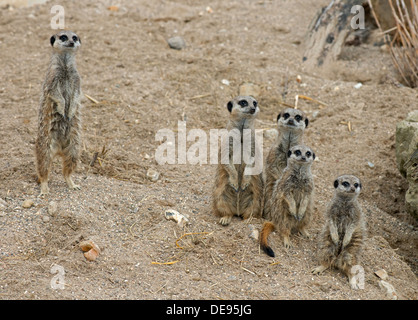 Famiglia di Meerkats, Suricata suricatta-. Foto Stock