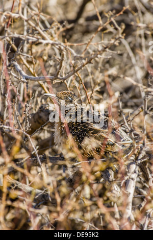 Ben mimetizzata roadrunner [geococcyx californianus] guarda fuori dal nascondiglio in spazzola Furnace Creek Parco Nazionale della Valle della Morte, California, Stati Uniti d'America. Foto Stock