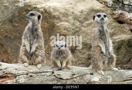 Padre, Madre e Pup Meerkats, Suricata suricatta-. Foto Stock