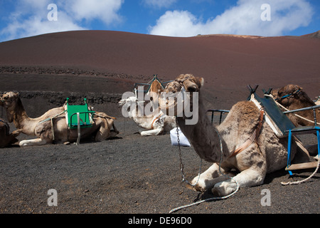 Camel nel Parco nazionale Timanfaya su Lanzarote Foto Stock