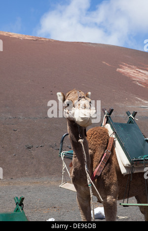 Camel nel Parco nazionale Timanfaya su Lanzarote Foto Stock