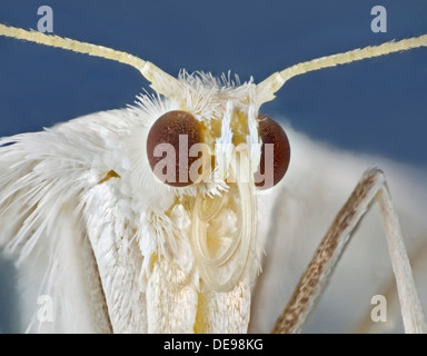 Pennacchio bianco tarma Pterophorus pentadactyla, ritratto. Foto Stock