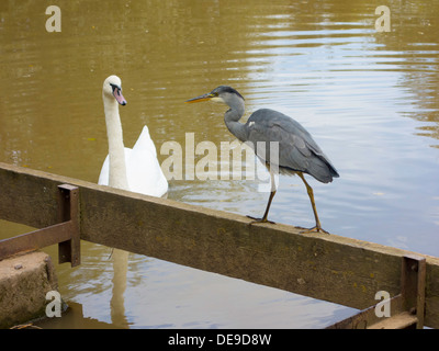 Confronto sulla zona di alimentazione tra un cigno (Cygnus olor) e un adolescente airone cinerino (Ardea cinerea) Foto Stock