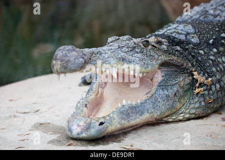 Coccodrillo del Nilo (Crocodylus niloticus) con bocca aperta, testa di close-up. Foto Stock