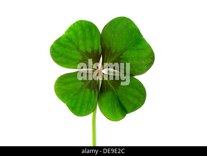 Lucky Clover, quattro Leaf Clover Foto Stock