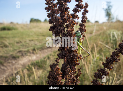 Una grande macchia verde cricket nella regione di Auvergne della Francia Foto Stock